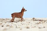 PINSCHER NAIN 050